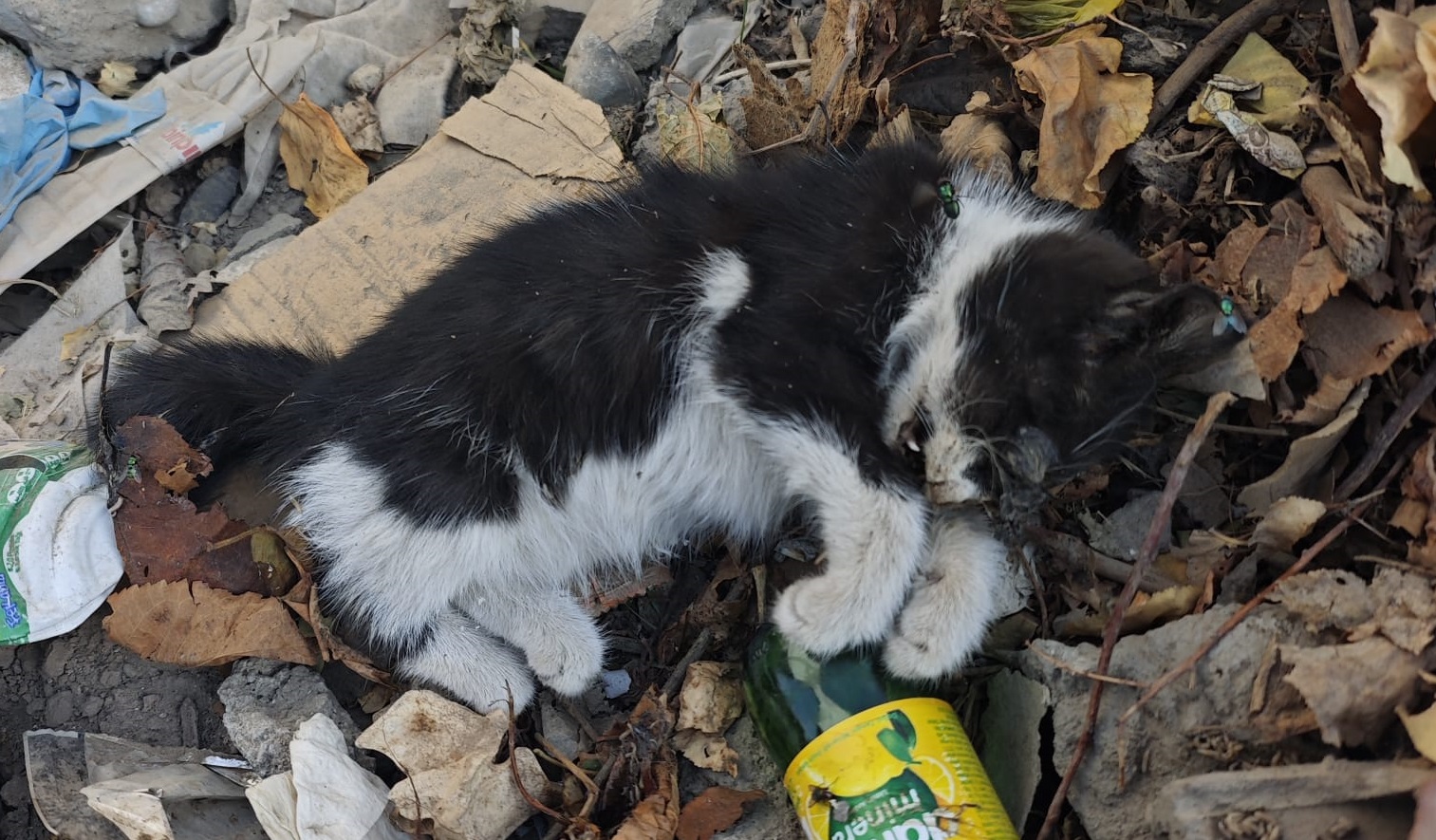 7352E2Fe 9288 44D1 A76E 841690082B8D