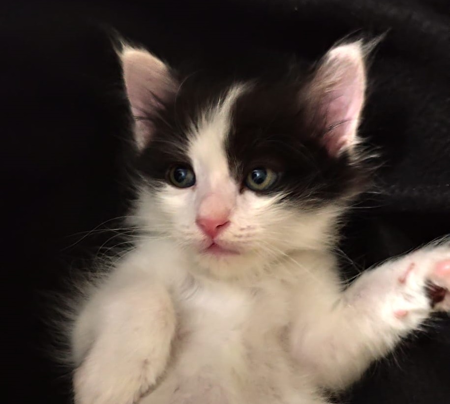 B6Ab986E 2075 4792 Af1D 7C9136407C78