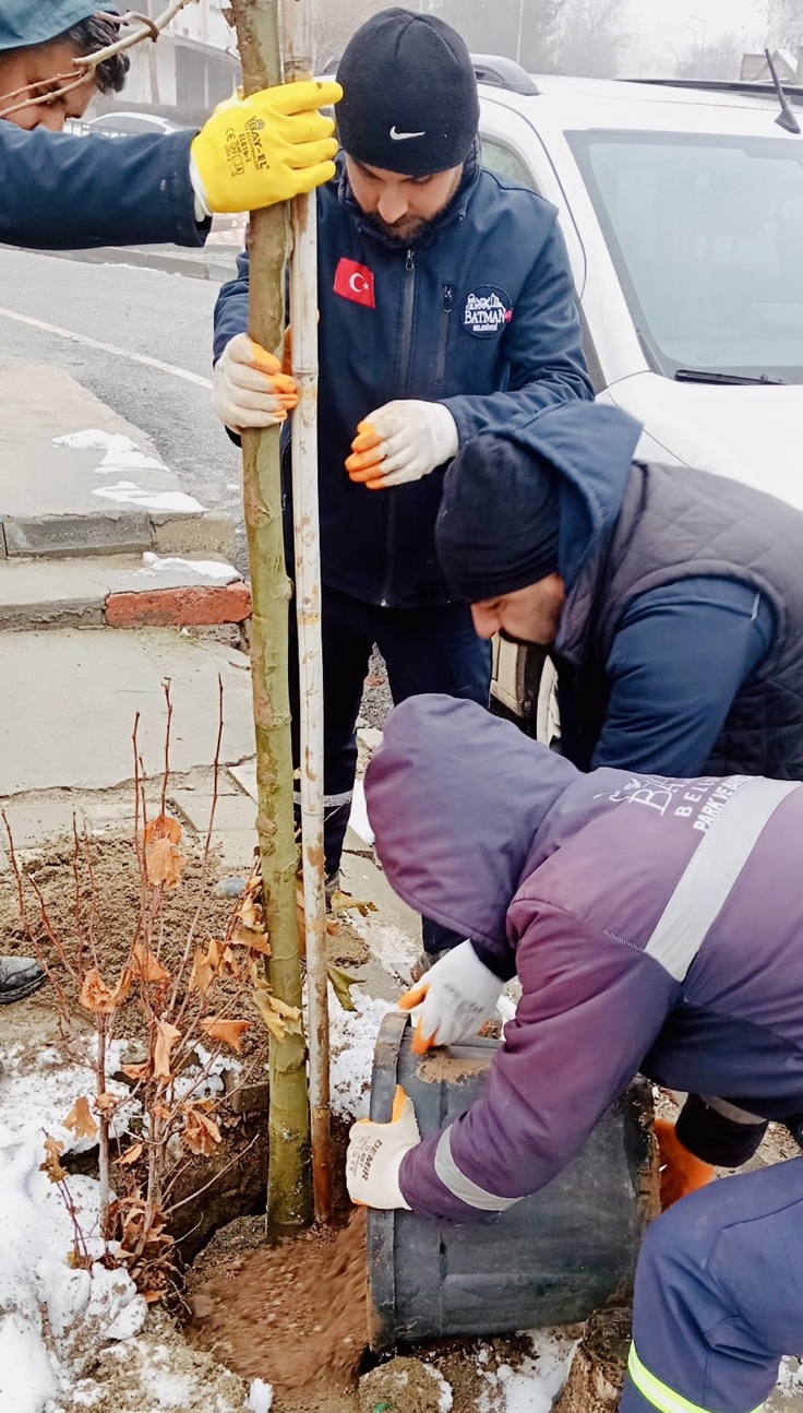 Batman Belediyesinden Agaclara Kis Bakimi 1