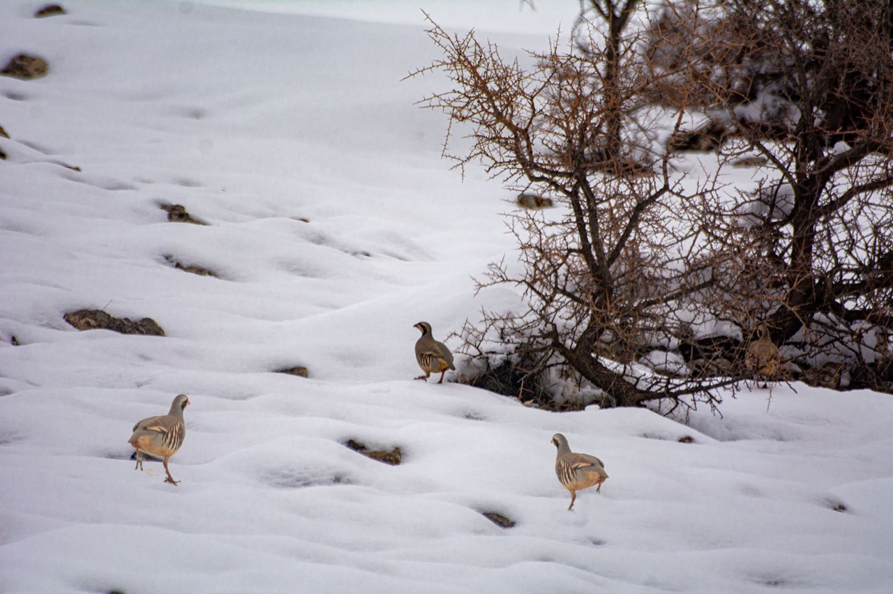 Kozlukta Kartpostallik Kis Manzaralari 2