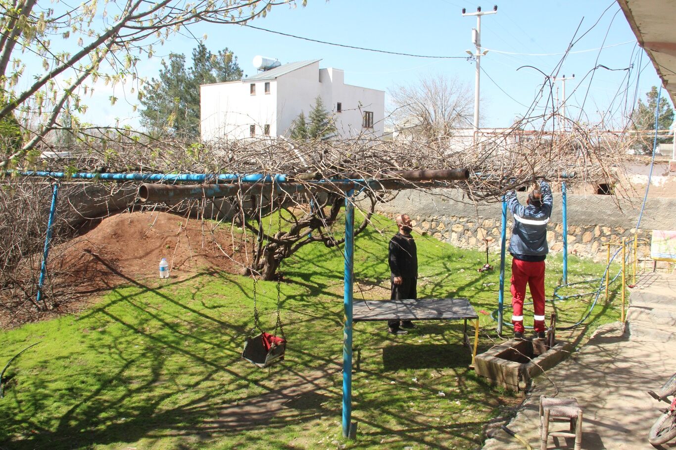 Batman’da Bahar Müjdesi Üzüm Bağlarında Budama Sezonu Başladı (1)