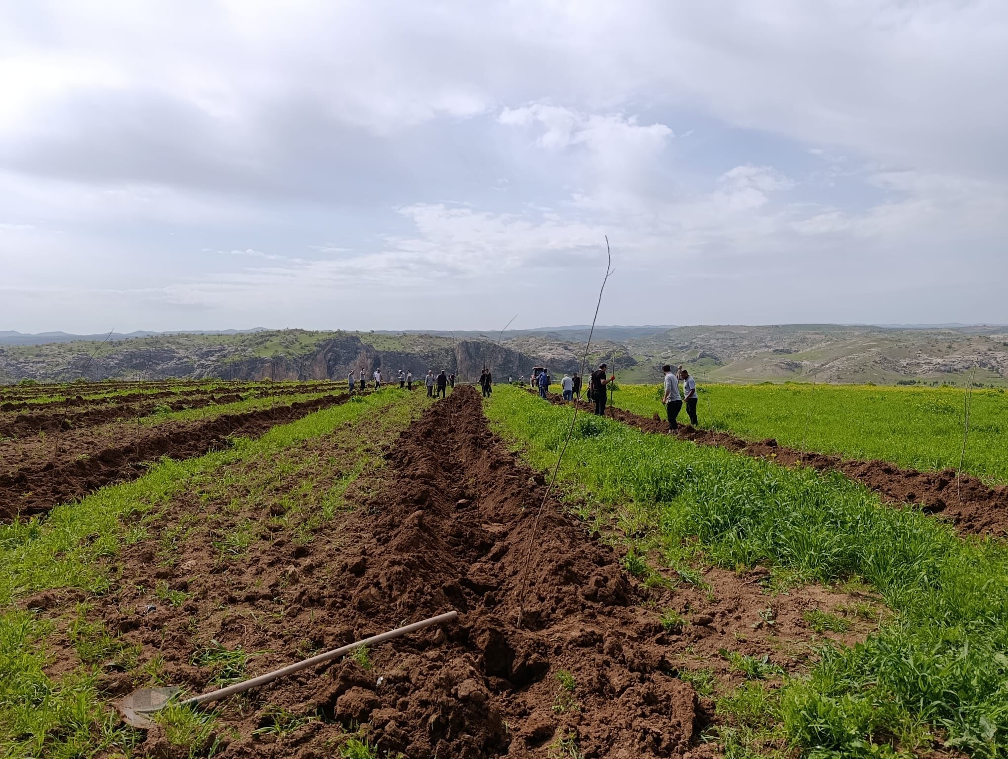 Batman’da Dev Yeşil Hamle 9 Bin 460 Meyve Fidanı Toprakla Buluşuyor (1)