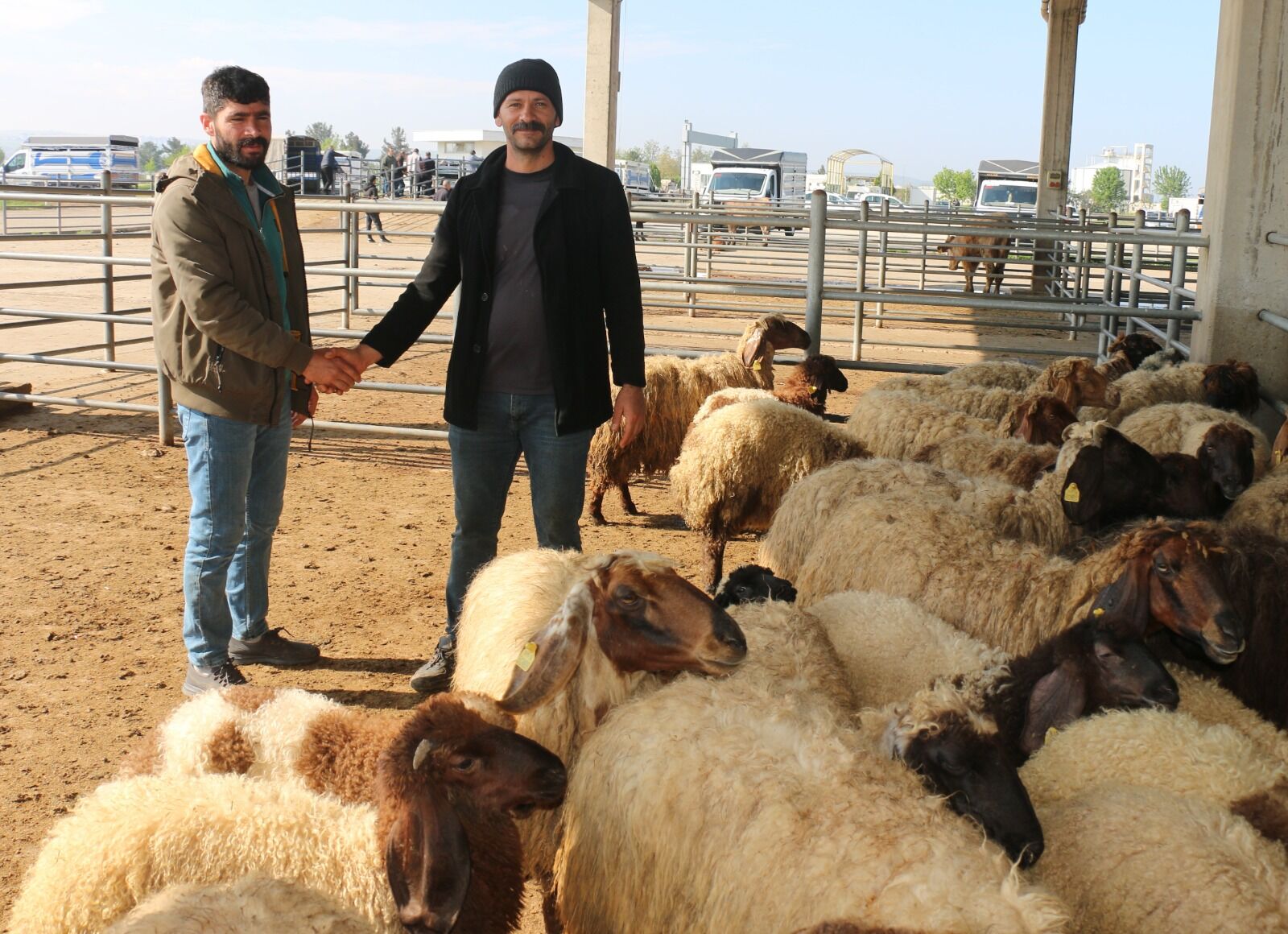 Batman’da Kurbanlıklar Görücüye Çıktı, Denetimler Sıkılaştırıldı (3)