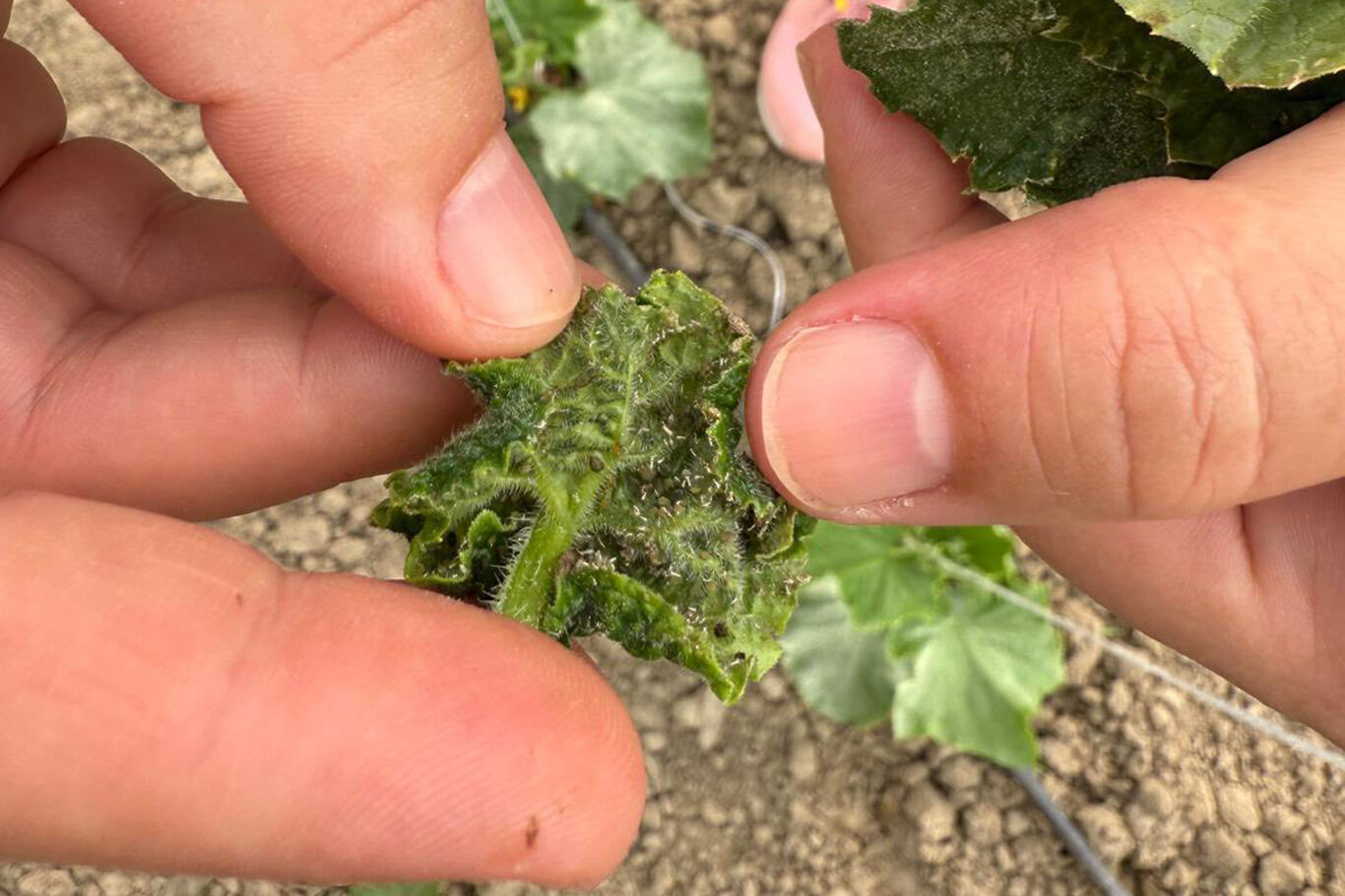 Batman’da Sera Alarmı Yoğun Yağış Hastalık Ve Zararlı Riskini Artırdı! (2)