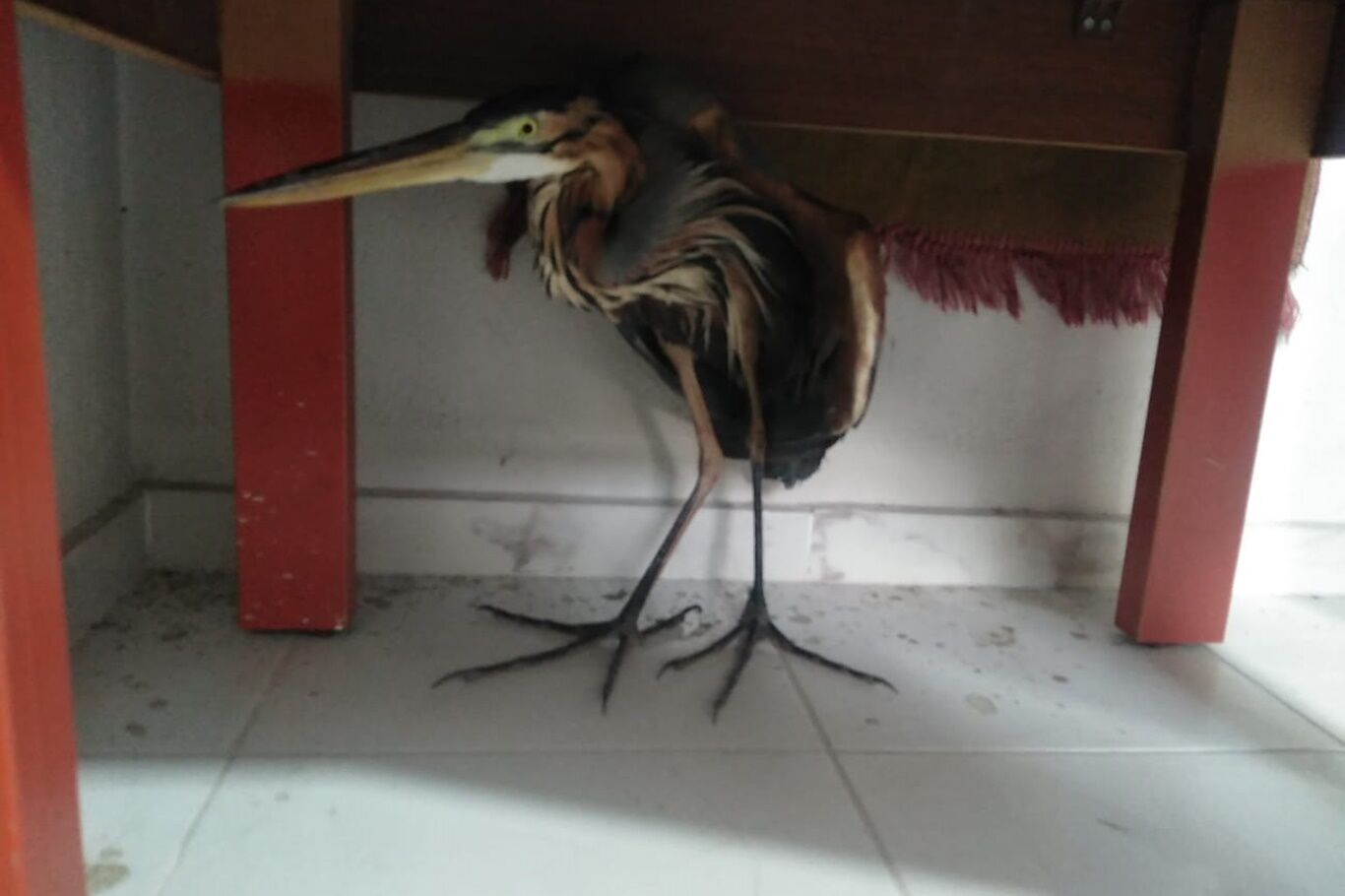 Cami Avlusunda Duyarlılık Örneği Yaralı Balıkçıl Kuşu Cemaatin Dikkatiyle Kurtarıldı (2)