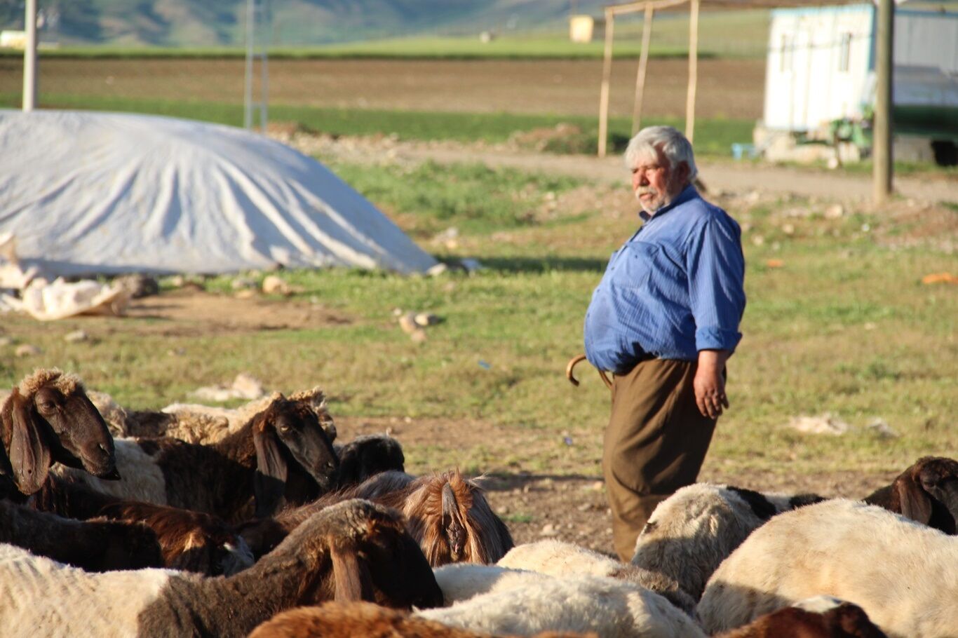 Batmanlı Peynir Üreticileri Ayakta Kalma Mücadelesi Veriyor (3)1