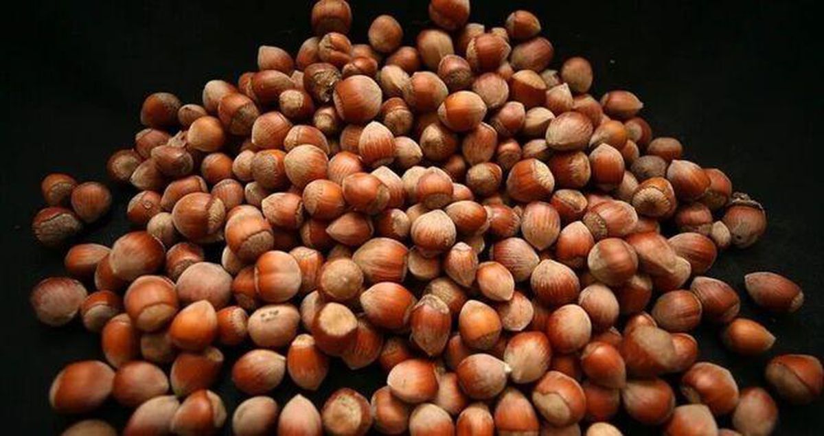 TMO Fındık Alım Fiyatını Ne Kadar Açıkladı, Giresun ve Levant Kalite Kaç TL Oldu, Randevu Sistemi Ne Zaman Açılıyor?