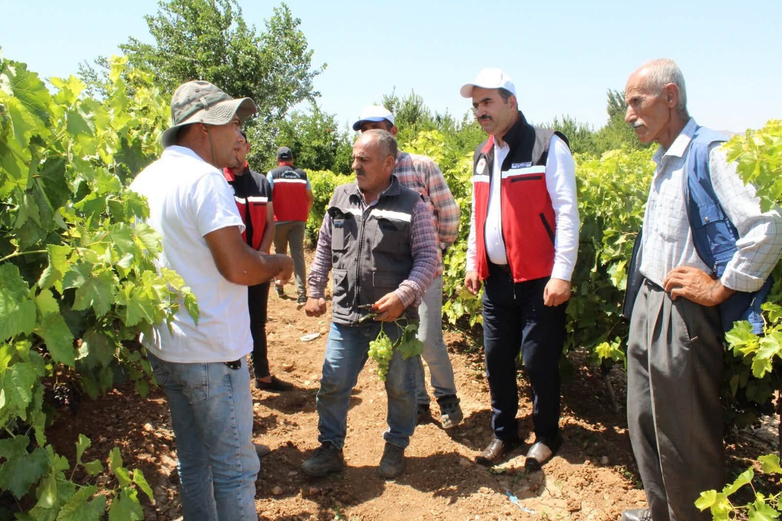 Gercüş Bağlarında “Yeşil Budama” Seferberliği! (1)