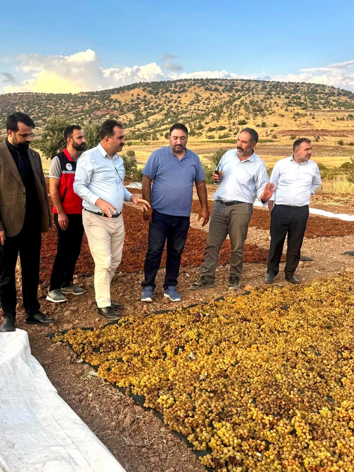Gercüş’te Binetat Üzümünde Hasat Bereketi (1)