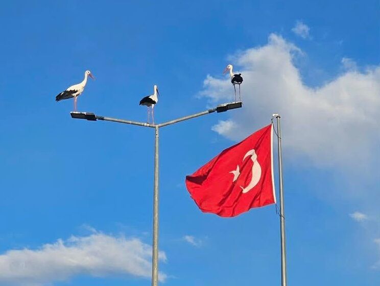Göç Yolundaki Leylekler Kampüsün Konuğu Oldu (1)
