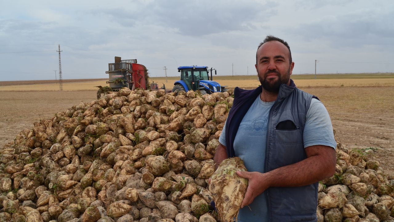 Şeker pancarında rekolte ve fiyat yüz güldürdü