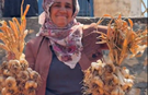 Hasankeyf’te Bereket Mesaisi: Tescilli Mehina Sarımsağı Hasadı Yapıldı
