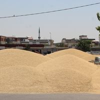 TARIM
