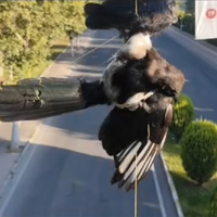 ASAYİŞ