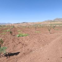 TARIM