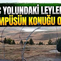 YAŞAM