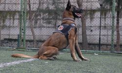 ‘Risko’ narkotik köpeği oldu