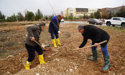 ZİVZİK NARI FİDANI TOPRAKLA BULUŞTU