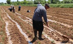 Mevsimlik tarım işçilerinin ücretleri arttı