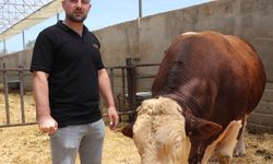 1,5 tonluk 4 yaşındaki kurbanlık 'Poyraz', alıcısını bekliyor