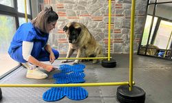 Obez köpek 'Duman', sahiplenmeyi bekliyor