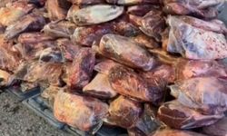 Şanlıurfa’da 1,7 ton kaçak et ele geçirildi
