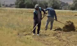Gercüş'te mercimek hasadı başladı