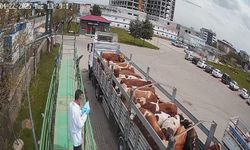 Kurbanlık hayvan sevkleri başladı