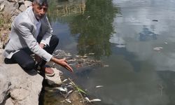 Dicle Nehri’nde balık ölümleri; profesörden ‘can suyu’ uyarısı