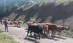 Batman’da ağıldan kaçan firari inekleri jandarma buldu
