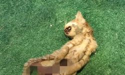 İç organları çıkarılmış 2 kedi için polis inceleme başlattı