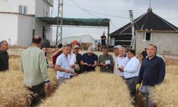 Tarla Günü” etkinliğinde kuraklığa dayanıklı buğday tanıtıldı
