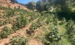 19 bin 513 kök skunk ele geçirildi