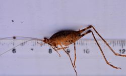 Diyarbakır’da bulunan yeni çekirge türüne ‘Troglophilus diclensis’ ismi verildi