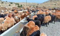 Hasankeyf'te Hayvanlara Hayat Veren Proje