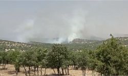 Mardin'de orman yangını