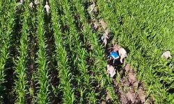 Mısır tarlasında 41 bin kök skunk ele geçirildi: 2 gözaltı