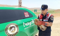 Yaralı Şahin Batman'da Koruma Altına Alındı