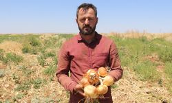 Soğan tarlada kaldı, çiftçi zarar etti: "Destek verilmezse tarımı bırakacağız"