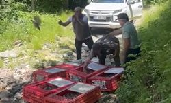 1400 keklik doğayla buluştu