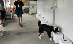 Dedektör köpekler, sınır kapılarında zararlı böcekleri tespit edecek