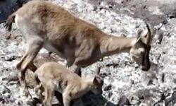 Dağ keçileri, yavrularını beslerken görüntülendi