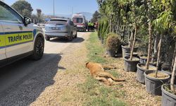 Köpeğe çarpan motosikletin sürücüsü yaralandı