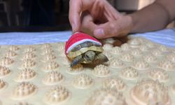 Köpeğin ısırdığı yavru kaplumbağaya veterinerde tedavi