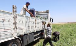 Halep'ten Diyarbakır'a uzanan karpuz yükleme mücadelesi