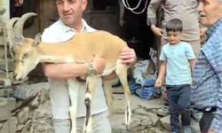 Yaylada bitkin halde bulunan dağ keçisi, bakıma alındı