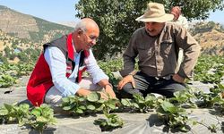 Şirvan’da çilek üretimi başladı: İlçe tarımda yeni bir sayfa açıyor