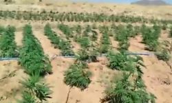 23 bin kök kenevir ele geçirildi
