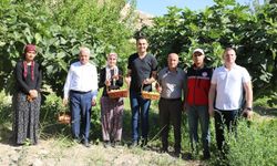 Hasankeyf'te incir hasadı başladı