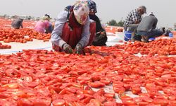 Kavurucu sıcaklığında kurutma mesaisi